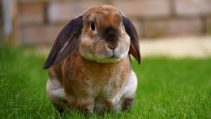 vets that care for rabbits near me